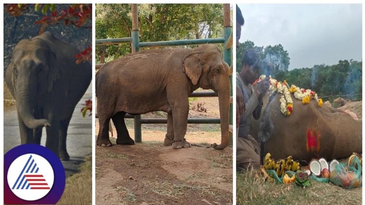 ಬನ್ನೇರುಘಟ್ಟದಲ್ಲಿ ಹೆರಿಗೆ ನೋವಲ್ಲೇ ಪ್ರಾಣಬಿಟ್ಟ ಮಹಾತಾಯಿ ಆನೆ: ಕ್ರೂರಿಗೂ ಈ ಕಷ್ಟ ಬಾರದಿರಲಿ ಬನ್ನೇರುಘಟ್ಟದಲ್ಲಿ ಹೆರಿಗೆ ನೋವಲ್ಲೇ ಪ್ರಾಣಬಿಟ್ಟ ಮಹಾತಾಯಿ ಆನೆ: ಕ್ರೂರಿಗೂ ಈ ಕಷ್ಟ ಬಾರದಿರಲಿ