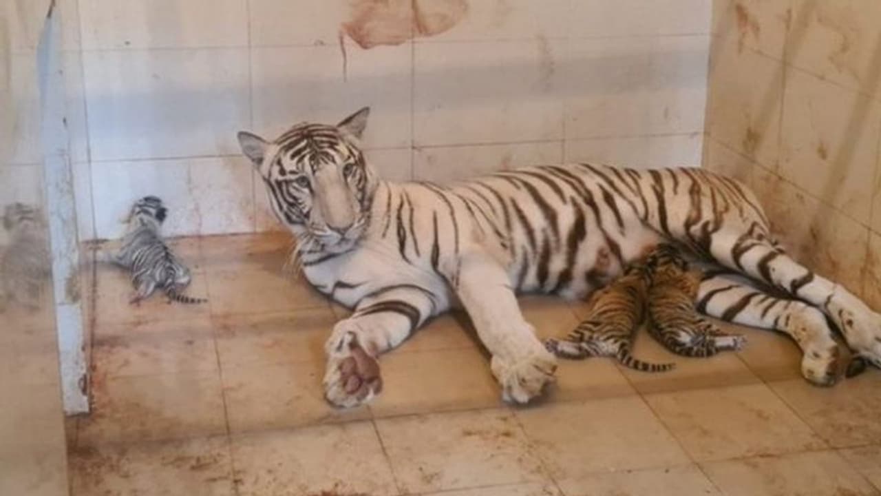 മധ്യപ്രദേശിലെ മൃഗശാലയില് വെള്ളക്കടുവ പ്രസവിച്ചു മധ്യപ്രദേശിലെ മൃഗശാലയില് വെള്ളക്കടുവ പ്രസവിച്ചു