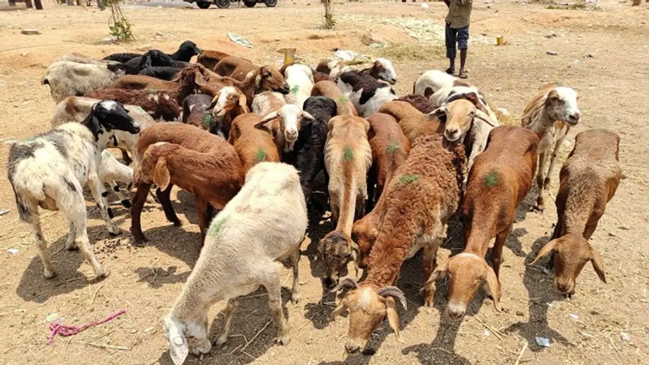 మహారాష్ట్రలో దారుణం.. గొర్రెల మందపైకి వేగంగా దూసుకెళ్లిన ట్రక్కు.. టైర్ల కింద నలిగి చనిపోయిన జీవాలు.. మహారాష్ట్రలో దారుణం.. గొర్రెల మందపైకి వేగంగా దూసుకెళ్లిన ట్రక్కు.. టైర్ల కింద నలిగి చనిపోయిన జీవాలు..