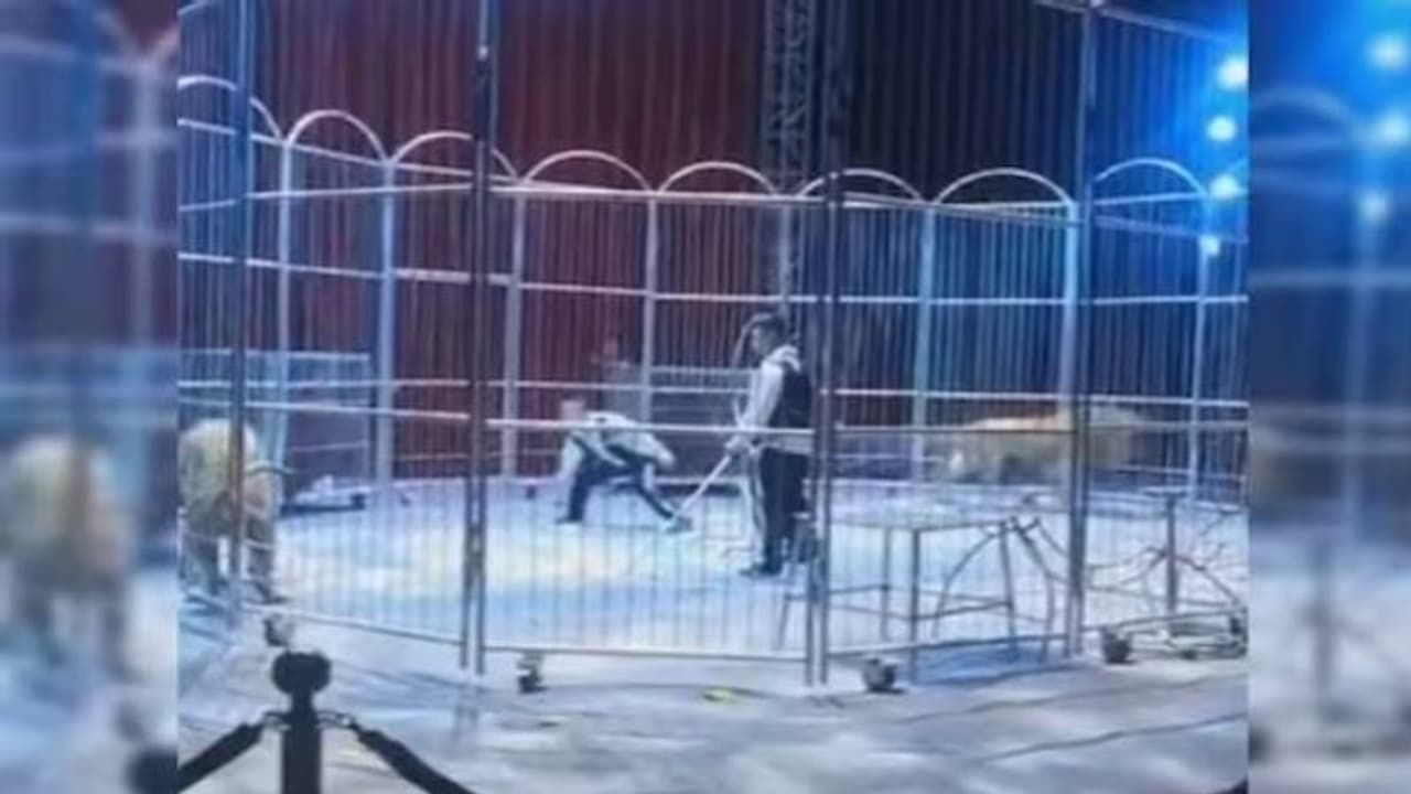 സർക്കസ് കൂടാരത്തിൽനിന്ന് പെട്ടെന്ന് സിംഹങ്ങൾ പുറത്തുചാടി; ഭയന്ന് നാലുപാടും ഓടി ജനങ്ങൾ സർക്കസ് കൂടാരത്തിൽനിന്ന് പെട്ടെന്ന് സിംഹങ്ങൾ പുറത്തുചാടി; ഭയന്ന് നാലുപാടും ഓടി ജനങ്ങൾ