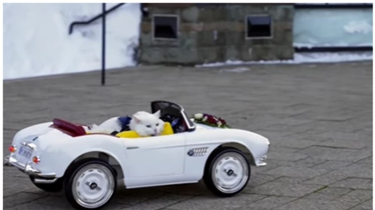 വിവാഹ മോതിരവുമായി വിവാഹ മണ്ഡപത്തിലേക്ക് കാറോടിച്ചെത്തിയ പൂച്ചയുടെ വീഡിയോ വൈറല്‍ 