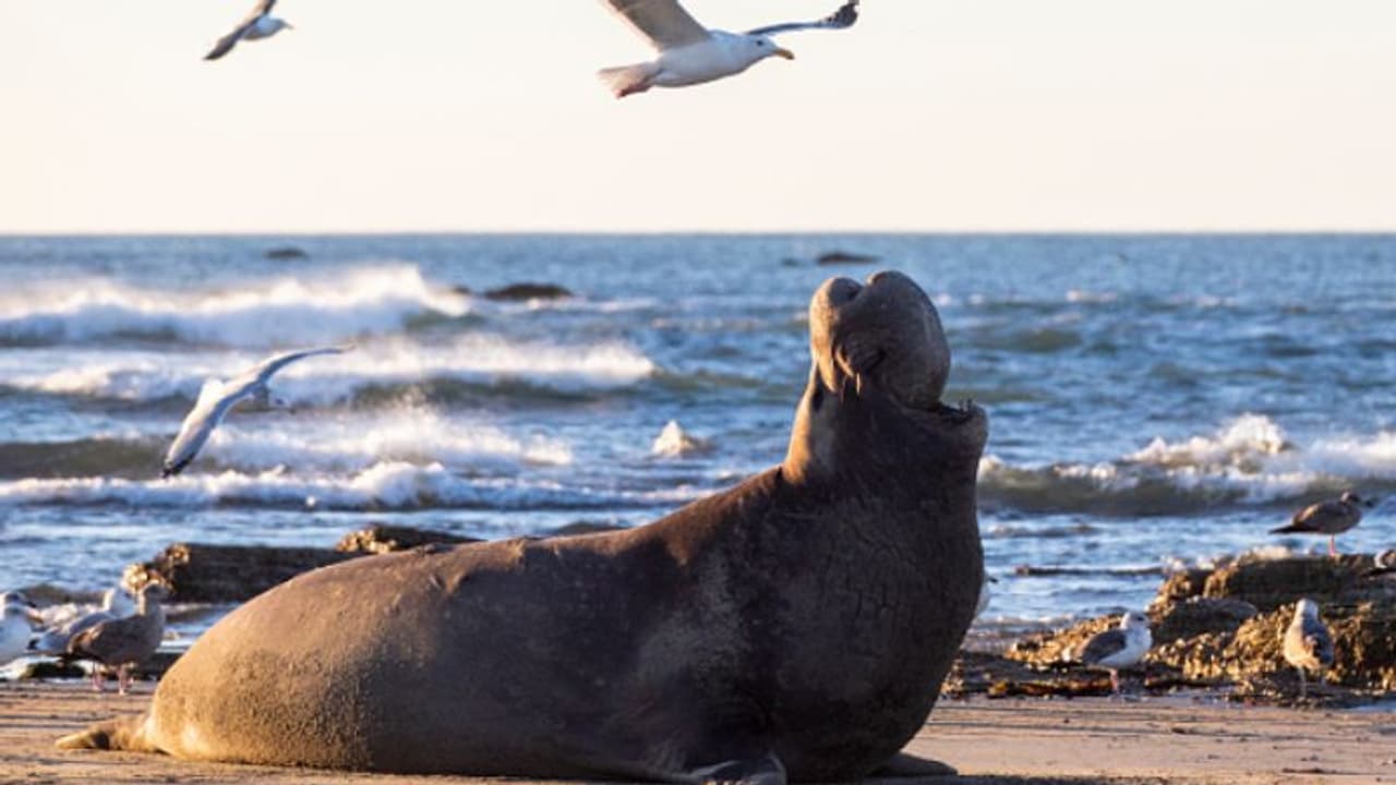 കടല് വെള്ളത്തില് 1235 അടി താഴ്ചയിലും സുഖമായി ഉറങ്ങി ഈ സസ്തനി, പുതിയ പഠനം അമ്പരപ്പിക്കും കടല് വെള്ളത്തില് 1235 അടി താഴ്ചയിലും സുഖമായി ഉറങ്ങി ഈ സസ്തനി, പുതിയ പഠനം അമ്പരപ്പിക്കും