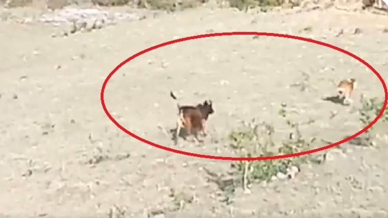 ఇదే కదా తల్లి ప్రేమంటే.. లేగను వేటాడేందుకు వచ్చిన పులినే వెంటాడిన ఆవు.. వీడియో వైరల్..