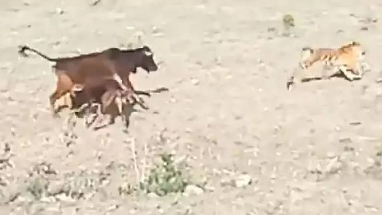 പാടത്തിറങ്ങി പശുക്കുട്ടിയെ വേട്ടയാടിയ കടുവയ്ക്ക് സംഭവിച്ചത്! പാടത്തിറങ്ങി പശുക്കുട്ടിയെ വേട്ടയാടിയ കടുവയ്ക്ക് സംഭവിച്ചത്!