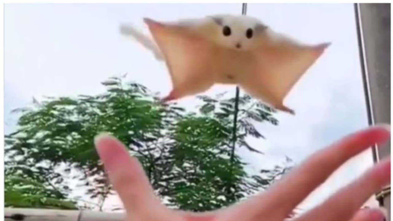 'പറന്ന് കൈയില് വന്നിരിക്കുന്ന അണ്ണാന്'; മൂക്കത്ത് വിരല് വച്ച് നെറ്റിസണ്സ് 'പറന്ന് കൈയില് വന്നിരിക്കുന്ന അണ്ണാന്'; മൂക്കത്ത് വിരല് വച്ച് നെറ്റിസണ്സ്