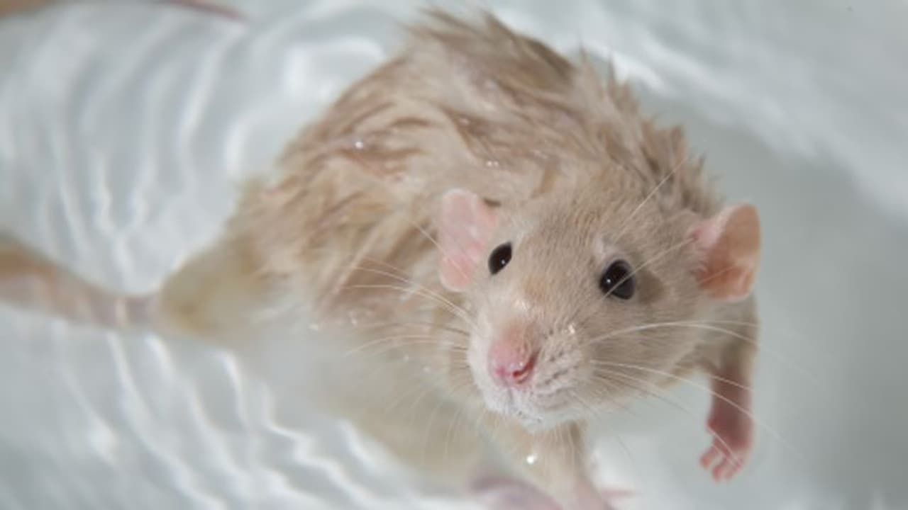 അഴുക്കുചാലിൽ എലിയെ മുക്കി കൊന്നയാൾക്കെതിരെ 30 പേജുള്ള കുറ്റപത്രം സമർപ്പിച്ച് യുപി പോലീസ് അഴുക്കുചാലിൽ എലിയെ മുക്കി കൊന്നയാൾക്കെതിരെ 30 പേജുള്ള കുറ്റപത്രം സമർപ്പിച്ച് യുപി പോലീസ്