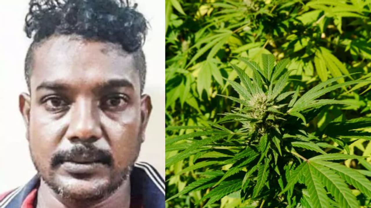 ചെടിച്ചട്ടിയിൽ തഴച്ചുവളർന്ന് കഞ്ചാവ് ചെടി; വീടിന് പിറകിൽ കഞ്ചാവ് വളർത്തിയ യുവാവ് പിടിയിൽ