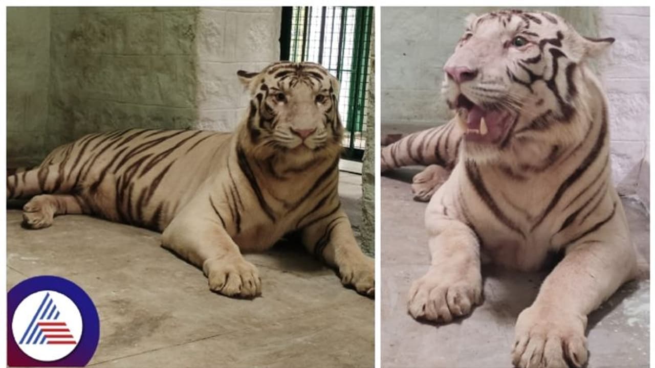 ಬನ್ನೇರುಘಟ್ಟ ಜೈವಿಕ ಉದ್ಯಾನಕ್ಕೆ ಬಂಗಾಳದ ಬಿಳಿ ಹುಲಿ ಆಗಮನ: ಅಬ್ಬಾ! ಘರ್ಜನೆ ಕೇಳಿ