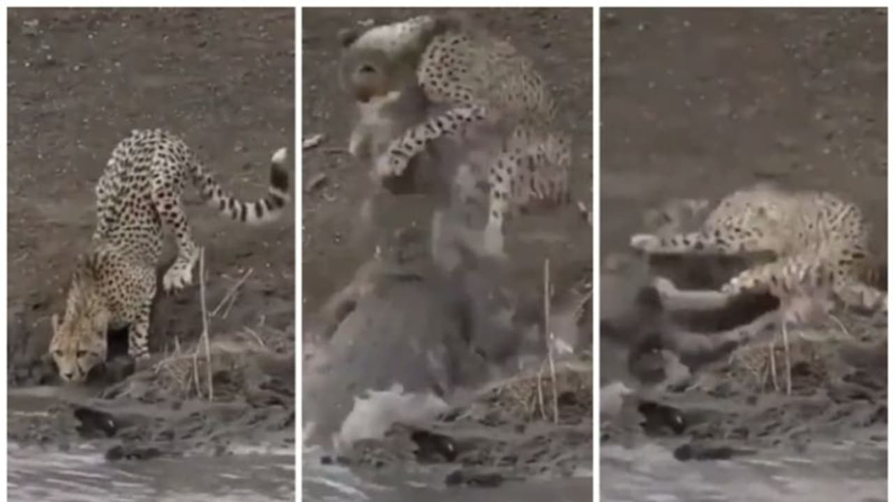 ചീറ്റയും മുതലയും തമ്മിലുള്ള പോരാട്ടം; നിങ്ങളുടെ ശ്വാസോച്ഛ്വാസത്തെ നിശ്ചലമാക്കും ഈ പോരാട്ടം !