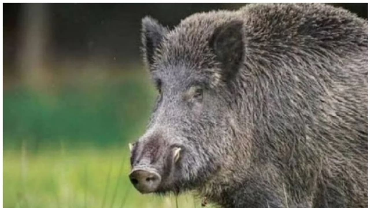 കോഴിക്കോട് കാട്ടുപന്നിയുടെ ആക്രമണത്തിൽ മധ്യവയസ്കക്ക് ഗുരുതര പരിക്ക്; കഴിഞ്ഞ മാസവും സമാന രീതിയിൽ പരിക്കേറ്റു കോഴിക്കോട് കാട്ടുപന്നിയുടെ ആക്രമണത്തിൽ മധ്യവയസ്കക്ക് ഗുരുതര പരിക്ക്; കഴിഞ്ഞ മാസവും സമാന രീതിയിൽ പരിക്കേറ്റു