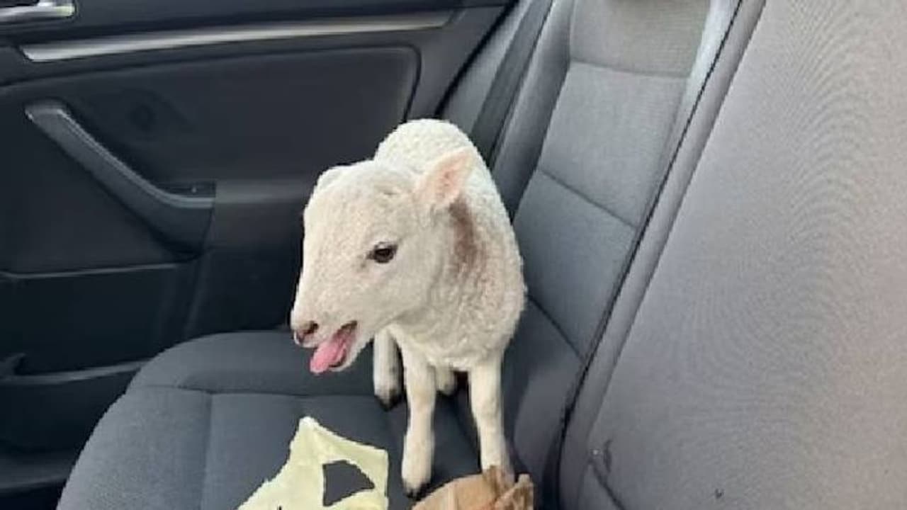 10 ലക്ഷം രൂപയുടെ മയക്കുമരുന്നുമായി ദമ്പതികൾ പിടിയിൽ; പൊലീസിന്റെ ശ്രദ്ധ തിരിക്കാൻ ഉപയോഗിച്ചത് ആട്ടിൻകുട്ടിയെ 10 ലക്ഷം രൂപയുടെ മയക്കുമരുന്നുമായി ദമ്പതികൾ പിടിയിൽ; പൊലീസിന്റെ ശ്രദ്ധ തിരിക്കാൻ ഉപയോഗിച്ചത് ആട്ടിൻകുട്ടിയെ