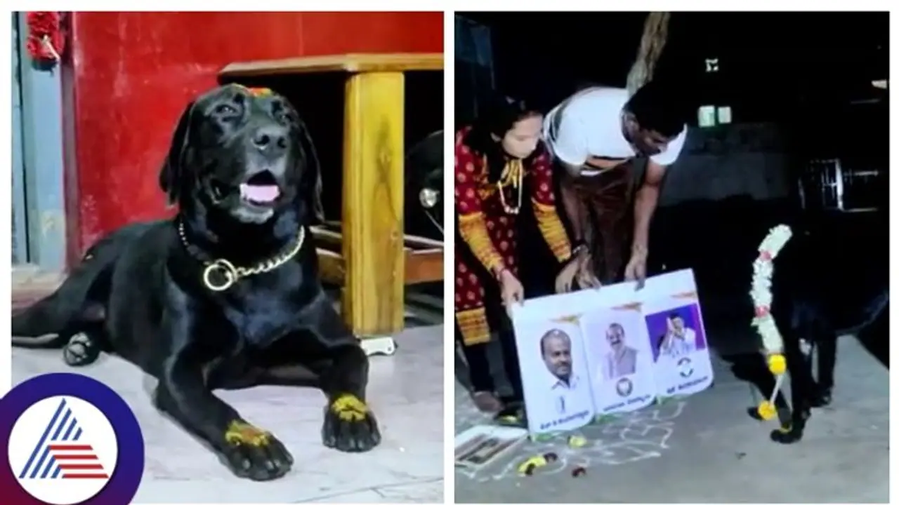 கர்நாடகாவின் அடுத்த முதலமைச்சர் யார்..? நாயின் கணிப்பு உண்மையாகுமா..? கர்நாடகாவின் அடுத்த முதலமைச்சர் யார்..? நாயின் கணிப்பு உண்மையாகுமா..?