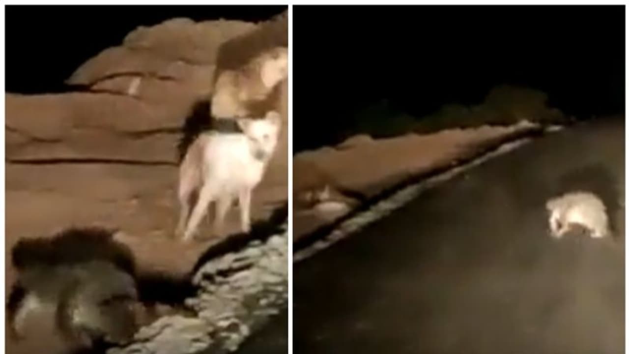 മത്സ്യമാര്ക്കറ്റ് ലക്ഷ്യം വച്ച് നീങ്ങുന്ന മുതലയുടെ വീഡിയോ സാമൂഹിക മാധ്യമങ്ങളില് വൈറല് മത്സ്യമാര്ക്കറ്റ് ലക്ഷ്യം വച്ച് നീങ്ങുന്ന മുതലയുടെ വീഡിയോ സാമൂഹിക മാധ്യമങ്ങളില് വൈറല്