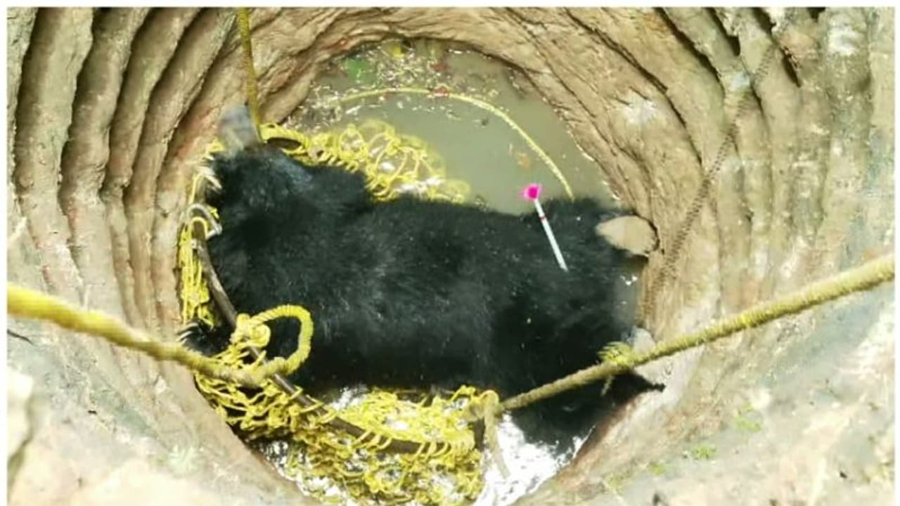 ರಾಮನಗರ: ಉರುಳಿಗೆ ಸಿಲುಕಿ ಹೆಣ್ಣು ಕರಡಿ ಮರಿ ಸಾವು