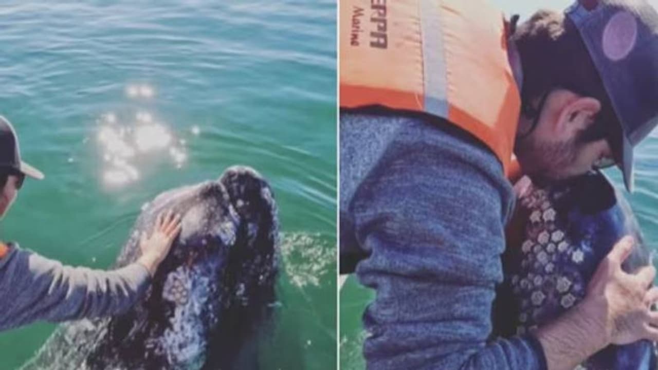 തിമിംഗലത്തെ തലോടിയും ഉമ്മവെച്ചും യുവാവ്, വീഡിയോ വൈറൽ തിമിംഗലത്തെ തലോടിയും ഉമ്മവെച്ചും യുവാവ്, വീഡിയോ വൈറൽ