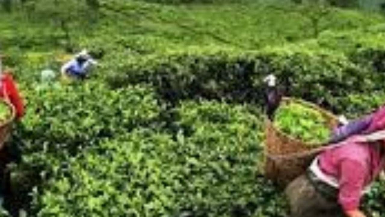 തൊഴിലാളി സ്ത്രീയുടെ കുടിവെള്ളത്തിൽ മൂത്രമൊഴിച്ചുവച്ചു, അറിയാതെ കുടിച്ചു; പരാതിയിൽ നടപടിയില്ലെന്ന് ആരോപണം തൊഴിലാളി സ്ത്രീയുടെ കുടിവെള്ളത്തിൽ മൂത്രമൊഴിച്ചുവച്ചു, അറിയാതെ കുടിച്ചു; പരാതിയിൽ നടപടിയില്ലെന്ന് ആരോപണം