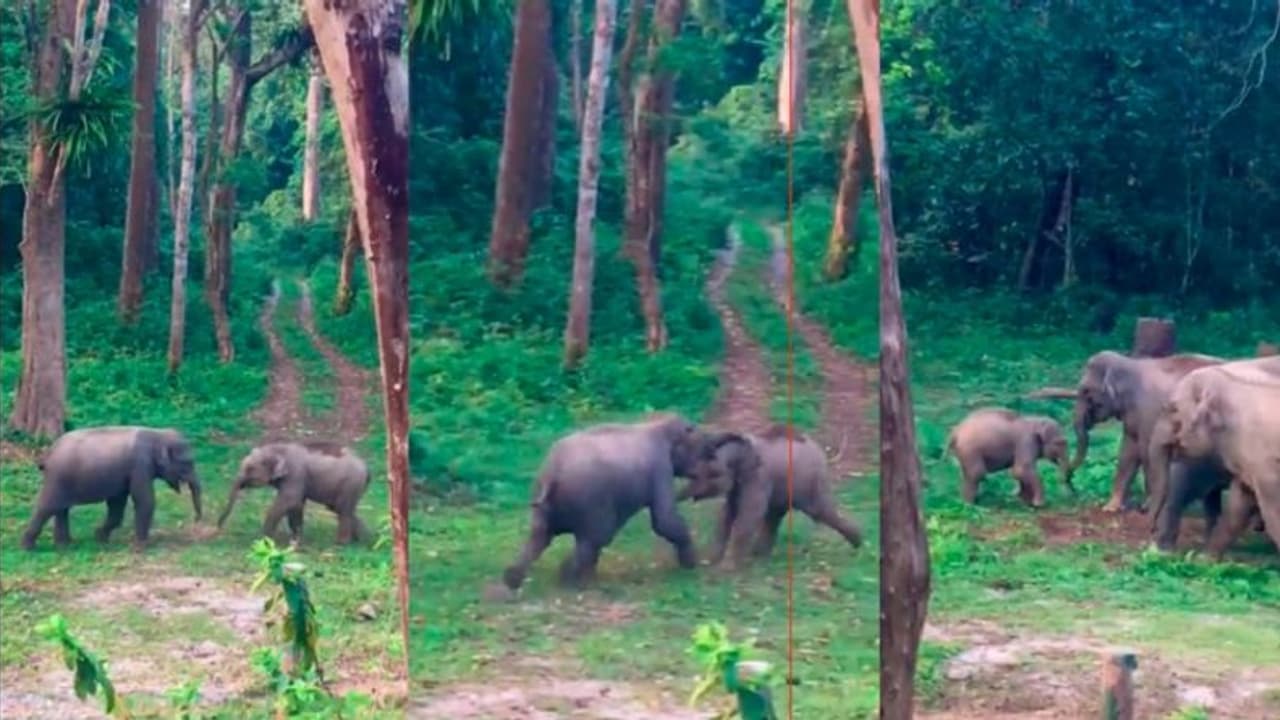 ಬೇಸಿಗೆ ರಜೆಯಲ್ಲಿ ಮಕ್ಕಳ ಜಗಳ ಬಿಡಿಸಿ ಸುಸ್ತಾಗಿದ್ಯಾ... ಹಾಗಿದ್ರೆ ಈ ವಿಡಿಯೋ ನೋಡಿ