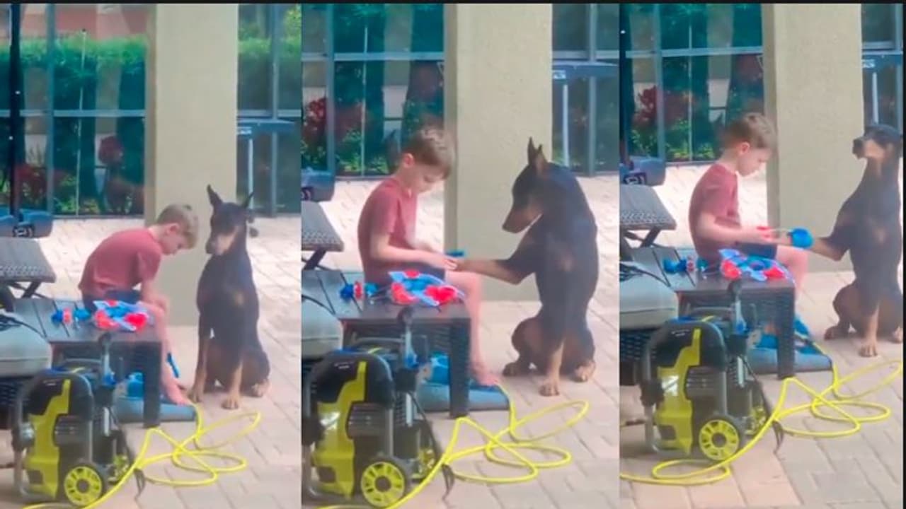 ನಾಯಿ ಹಾಗೂ ಪುಟ್ಟ ಬಾಲಕ: 3 ಮಿಲಿಯನ್‌ಗೂ ಹೆಚ್ಚು ಜನ ವೀಕ್ಷಿಸಿದ ವೀಡಿಯೋ ಇದು