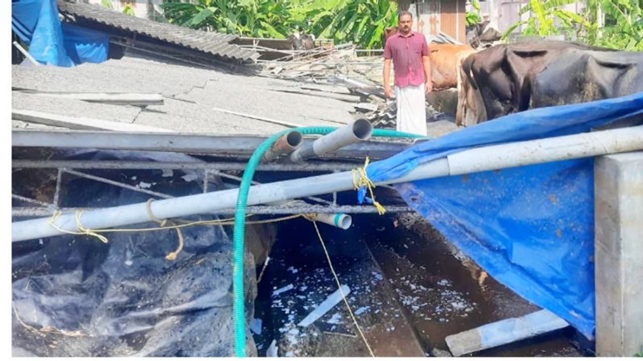  കുട്ടനാട്ടിൽ കാറ്റിലും മഴയിലും ഫാം നിലംപൊത്തി, കമ്പിയും ഷീറ്റും കുത്തിക്കയറി 15 ഓളം പശുക്കൾക്ക് പരിക്ക്