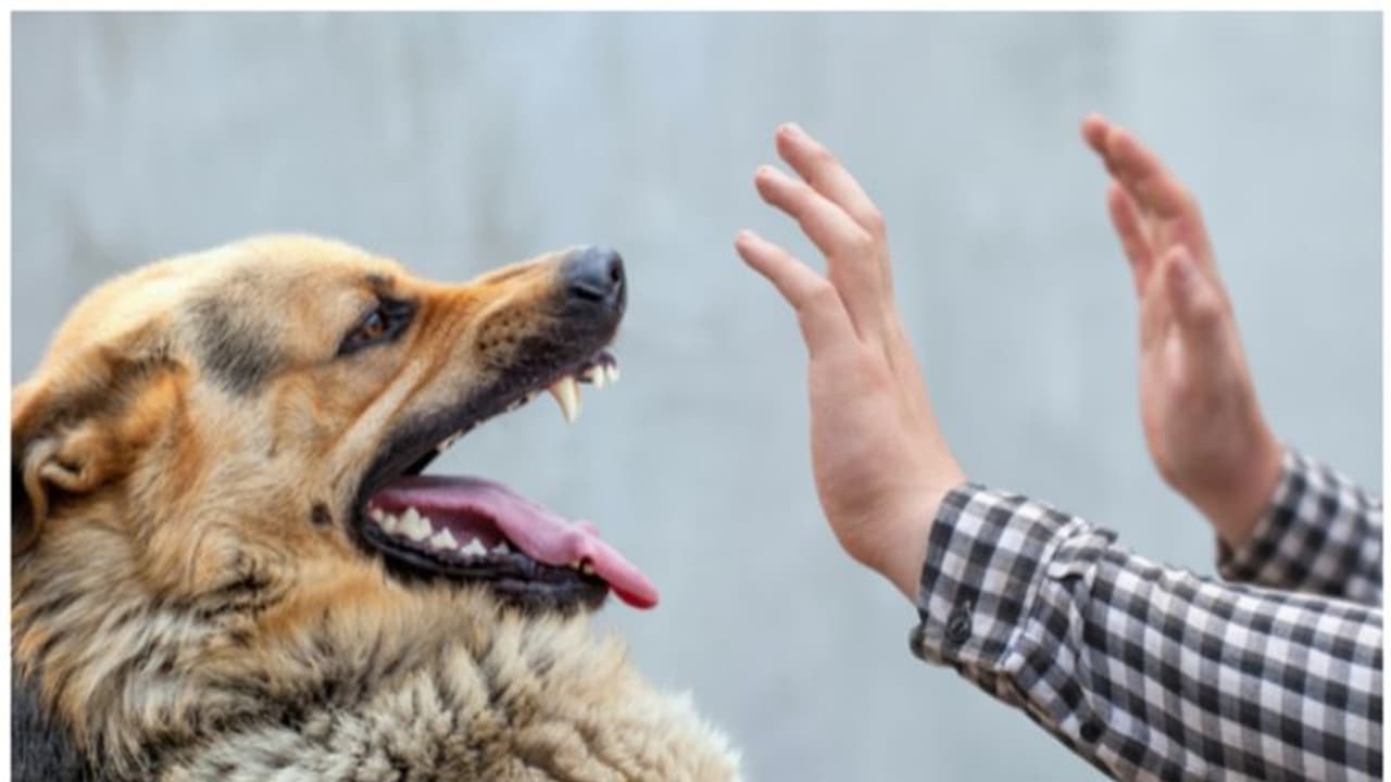 വളർത്തുനായ കടിക്കാൻ ചെന്നു; അയൽവാസികൾ തമ്മിൽ അടിപിടിയായി, കേസായി; ട്രാൻസ്മാനും പരിക്ക് വളർത്തുനായ കടിക്കാൻ ചെന്നു; അയൽവാസികൾ തമ്മിൽ അടിപിടിയായി, കേസായി; ട്രാൻസ്മാനും പരിക്ക്