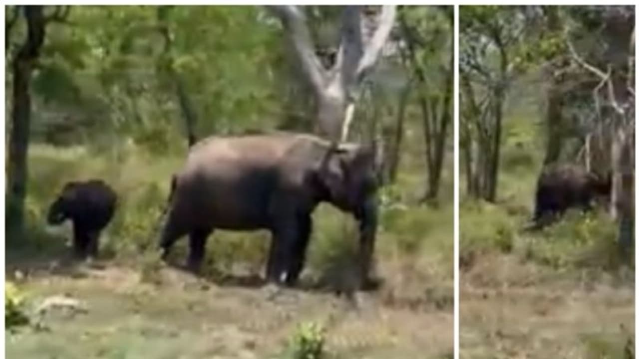 സ്വസ്ഥമായി പുല്ല് മേയുന്ന ആനക്കൂട്ടം; വീഡിയോ ഏറ്റെടുത്ത് നെറ്റിസണ്‍സ് 