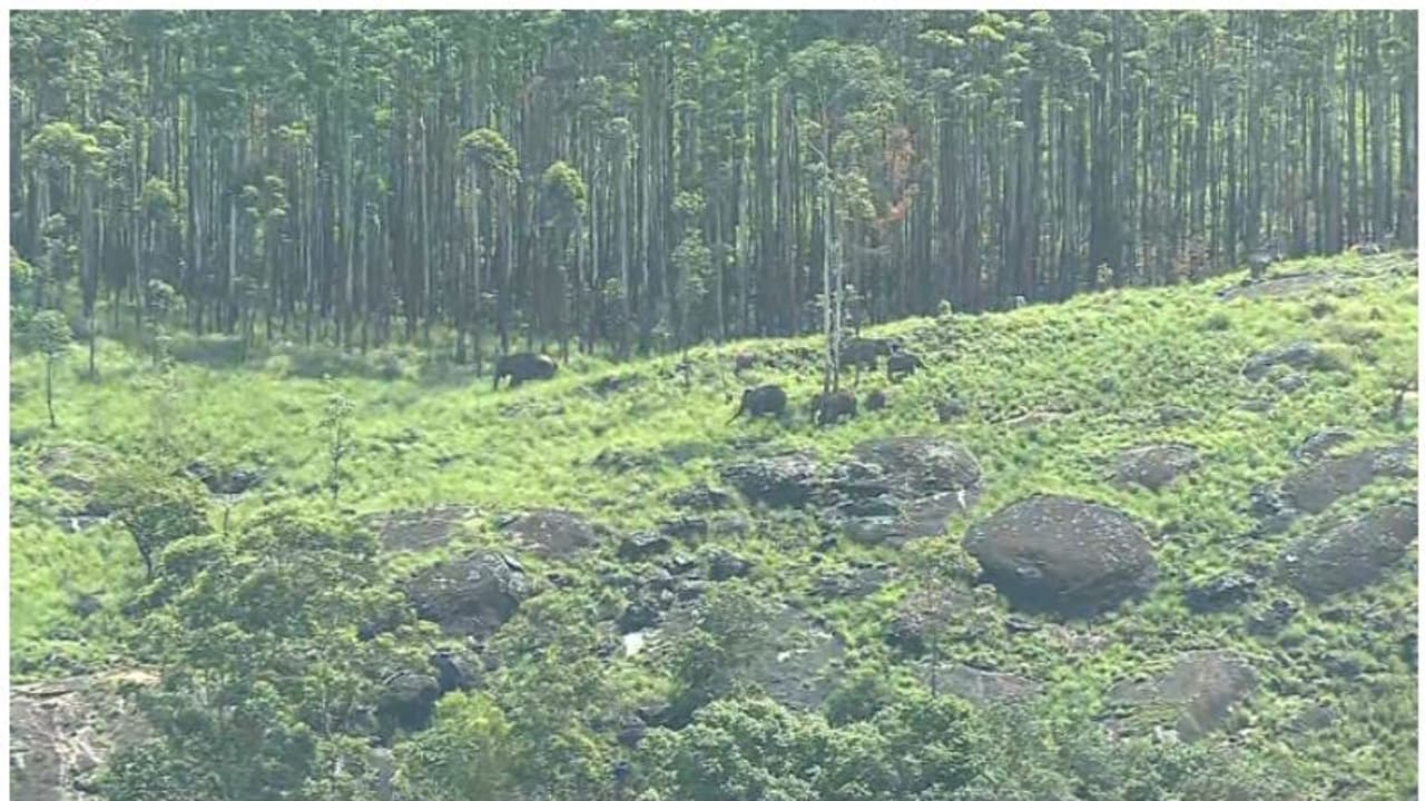 അരിക്കൊമ്പന് മിഷന് പ്രതിസന്ധിയില്, ആന എവിടെയെന്ന് അവ്യക്തം, ഉറങ്ങുകയാണെന്ന സംശയത്തില് വനംവകുപ്പ് അരിക്കൊമ്പന് മിഷന് പ്രതിസന്ധിയില്, ആന എവിടെയെന്ന് അവ്യക്തം, ഉറങ്ങുകയാണെന്ന സംശയത്തില് വനംവകുപ്പ്