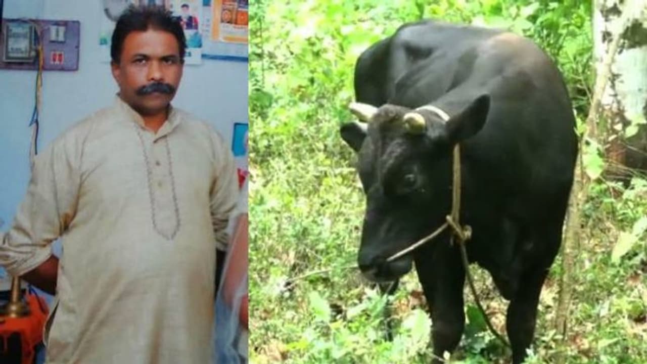 കോട്ടയത്ത് വളർത്തു കാളയുടെ കുത്തേറ്റ് ഗൃഹനാഥൻ മരിച്ചു, ഭാര്യക്ക് ഗുരുതര പരിക്ക്