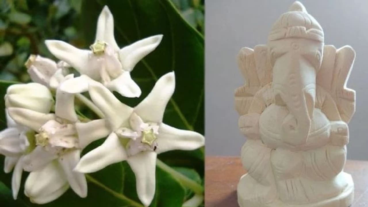 வினை தீர்க்க, வெற்றி பெற ,புண்ணியம் சேர, தன ஆகர்ஷணம் கிடைக்க வெள்ளெருக்கு விநாயகர் வழிபாடு! வினை தீர்க்க, வெற்றி பெற ,புண்ணியம் சேர, தன ஆகர்ஷணம் கிடைக்க வெள்ளெருக்கு விநாயகர் வழிபாடு!