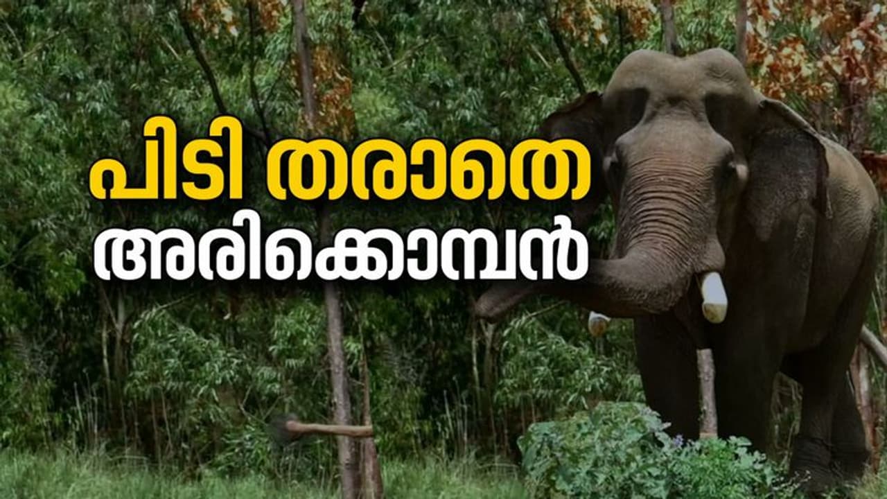 അരിക്കൊമ്പനെ കണ്ടെത്തി, ആനക്കൂട്ടം വിട്ടത് ചക്കക്കൊമ്പന്റെ സാന്നിധ്യം മൂലം അരിക്കൊമ്പനെ കണ്ടെത്തി, ആനക്കൂട്ടം വിട്ടത് ചക്കക്കൊമ്പന്റെ സാന്നിധ്യം മൂലം