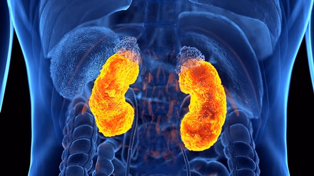 Make these 5 changes to improve your kidney's health in summer Make these 5 changes to improve your kidney's health in summer