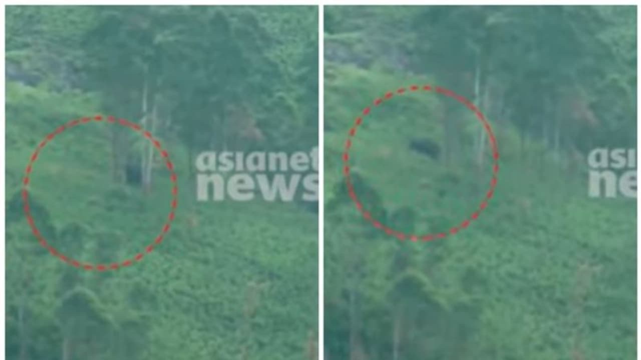 അരിക്കൊമ്പനെ കണ്ടെത്തി; സിമന്റ് പാലത്തിന് സമീപം, നിരീക്ഷണത്തിലെന്ന് വനംവകുപ്പ്