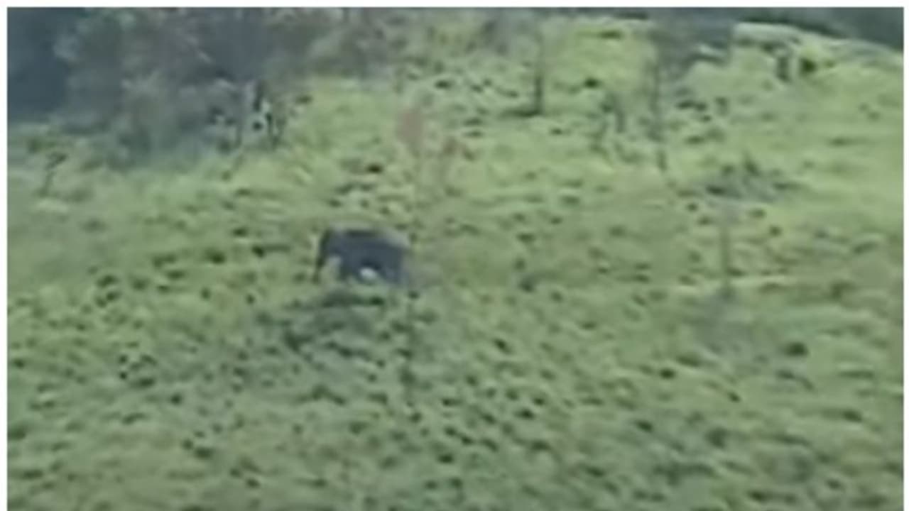 അരിക്കൊമ്പന് തൊട്ടരികെ ദൗത്യസംഘം; അടുത്ത് ചക്കക്കൊമ്പനും; ദൗത്യം നിർണ്ണായക ഘട്ടത്തിൽ‌