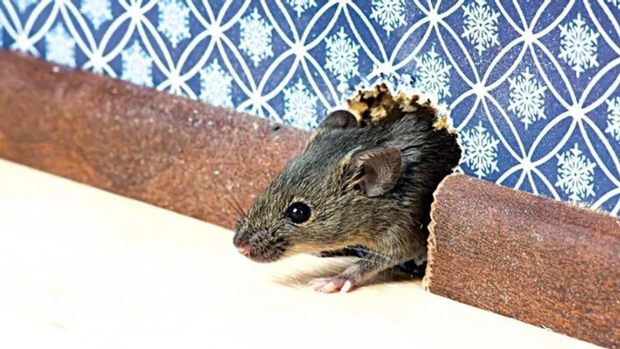 ಸಿನಿಮಾ ಥಿಯೇಟರ್ನಲ್ಲಿ ಮಹಿಳೆಗೆ ಕಚ್ಚಿದ ಇಲಿ: ಪ್ರೇಕ್ಷಕಿಗೆ 67 ಸಾವಿರ ರೂ. ಪರಿಹಾರ ನೀಡಲು ಸೂಚನೆ ಸಿನಿಮಾ ಥಿಯೇಟರ್ನಲ್ಲಿ ಮಹಿಳೆಗೆ ಕಚ್ಚಿದ ಇಲಿ: ಪ್ರೇಕ್ಷಕಿಗೆ 67 ಸಾವಿರ ರೂ. ಪರಿಹಾರ ನೀಡಲು ಸೂಚನೆ