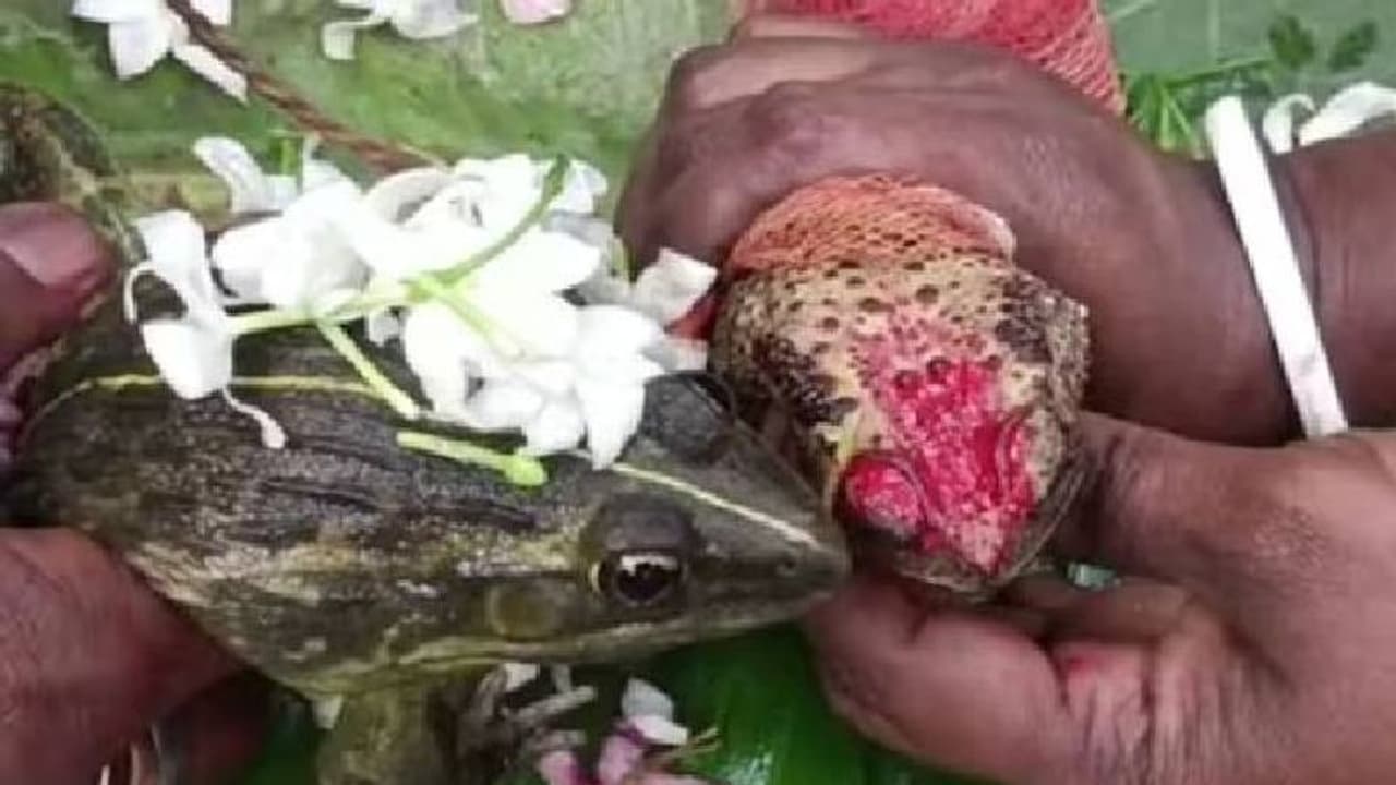 കനത്ത ചൂട്; ദൈവത്തെ പ്രസാദിപ്പിച്ച് മഴ ലഭിക്കാൻ തവളകളുടെ വിവാഹം നടത്തി നാട്ടുകാർ കനത്ത ചൂട്; ദൈവത്തെ പ്രസാദിപ്പിച്ച് മഴ ലഭിക്കാൻ തവളകളുടെ വിവാഹം നടത്തി നാട്ടുകാർ