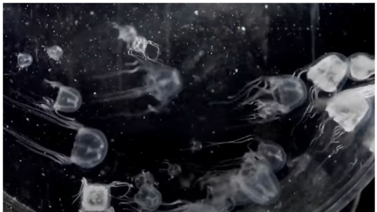 24 കണ്ണുകളുള്ള ജെല്ലിഫിഷിനെ കണ്ട് കണ്ണ് തള്ളി ശാസ്ത്രജ്ഞര് 24 കണ്ണുകളുള്ള ജെല്ലിഫിഷിനെ കണ്ട് കണ്ണ് തള്ളി ശാസ്ത്രജ്ഞര്