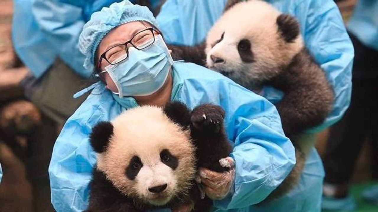 പാണ്ടകളെ ഇഷ്ടമാണോ? നോക്കാൻ നാനിമാരെ ആവശ്യമുണ്ട്, ശമ്പളം 26 ലക്ഷം!