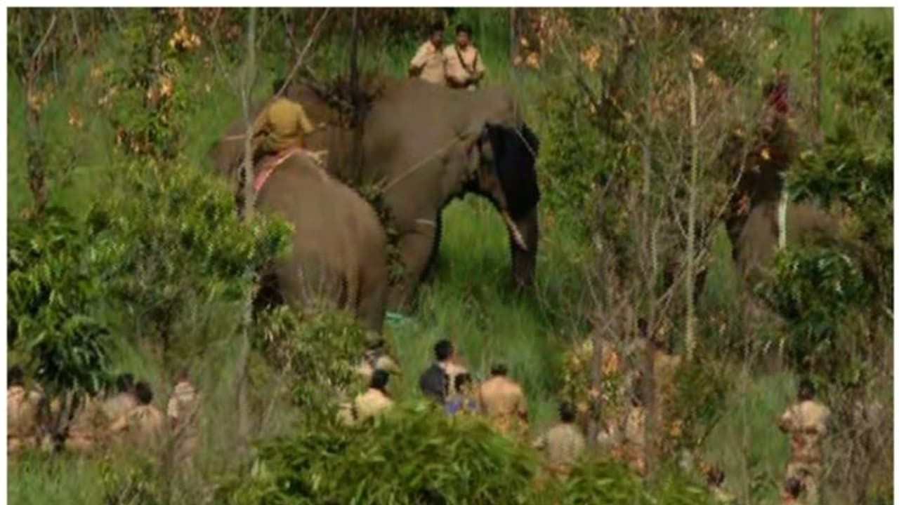 മിഷൻ‌ അരിക്കൊമ്പൻ; പൂർണ്ണമായി മയങ്ങിയ ശേഷം റേഡിയോ കോളർ ഘടിപ്പിക്കും; വടം കെട്ടി നിയന്ത്രണത്തിലാക്കും