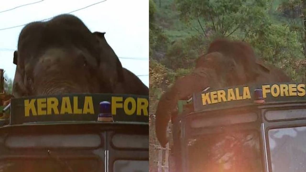 ഇനി സാഹസിക യാത്ര: ലോറിയിലും അരിക്കൊമ്പന്റെ പരാക്രമം, കൊണ്ടുപോകേണ്ടത് നൂറ് കിലോമീറ്ററിലേറെ ദൂരം ഇനി സാഹസിക യാത്ര: ലോറിയിലും അരിക്കൊമ്പന്റെ പരാക്രമം, കൊണ്ടുപോകേണ്ടത് നൂറ് കിലോമീറ്ററിലേറെ ദൂരം