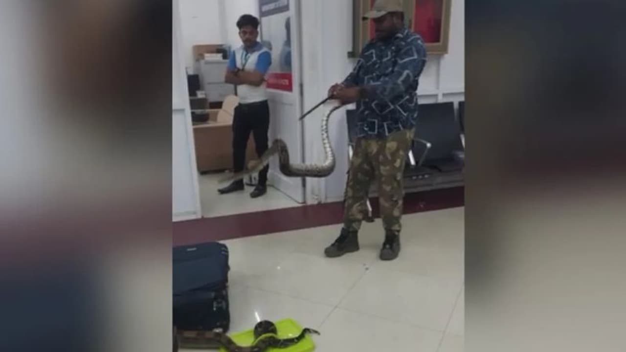 എയര്‍പോര്‍ട്ടില്‍ വച്ച് യുവതിയുടെ ബാഗില്‍ നിന്ന് കിട്ടിയത് 22 പാമ്പുകള്‍! 