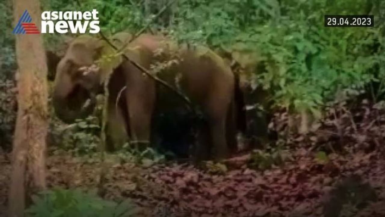 താമരശ്ശേരി ചുരത്തിൽ കാട്ടാനക്കൂട്ടം ഇറങ്ങി, ആനകൾ രണ്ടാം വളവിലെ റോഡിനോട് ചേർന്ന വനമേഖലയിൽ താമരശ്ശേരി ചുരത്തിൽ കാട്ടാനക്കൂട്ടം ഇറങ്ങി, ആനകൾ രണ്ടാം വളവിലെ റോഡിനോട് ചേർന്ന വനമേഖലയിൽ