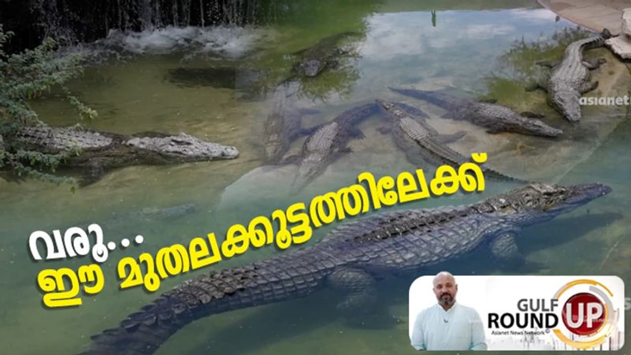 മുതലകള്ക്കിടയിലൂടെ നടക്കാം, മുതലകളെ അറിയാം; ദുബൈയില് ഇങ്ങനെയും ഒരു പാര്ക്ക് മുതലകള്ക്കിടയിലൂടെ നടക്കാം, മുതലകളെ അറിയാം; ദുബൈയില് ഇങ്ങനെയും ഒരു പാര്ക്ക്