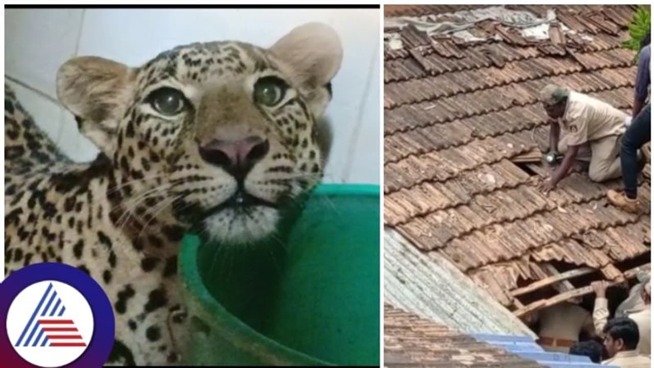 ರಾತ್ರೋರಾತ್ರಿ ಮನೆಗೆ ನುಗ್ಗಿದ ಚಿರತೆ: ಕಕ್ಕಾಬಿಕ್ಕಿಯಾದ ಮನೆಯ ನಿವಾಸಿಗಳು!