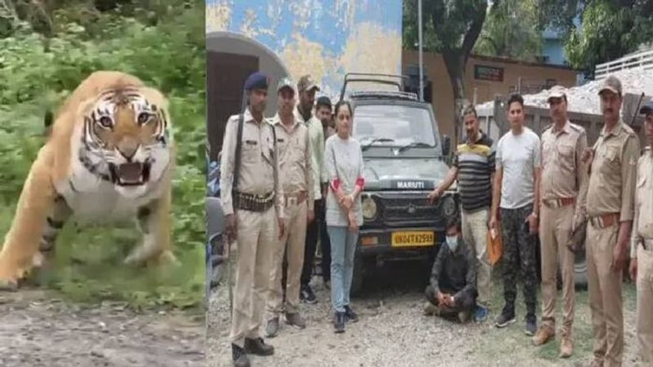 ടൂറിസ്റ്റുകൾക്ക് നേരെ പാഞ്ഞടുത്ത് കടുവ, പ്രകോപിപ്പിച്ചതിന് ഡ്രൈവറെ അറസ്റ്റ് ചെയ്തു ടൂറിസ്റ്റുകൾക്ക് നേരെ പാഞ്ഞടുത്ത് കടുവ, പ്രകോപിപ്പിച്ചതിന് ഡ്രൈവറെ അറസ്റ്റ് ചെയ്തു