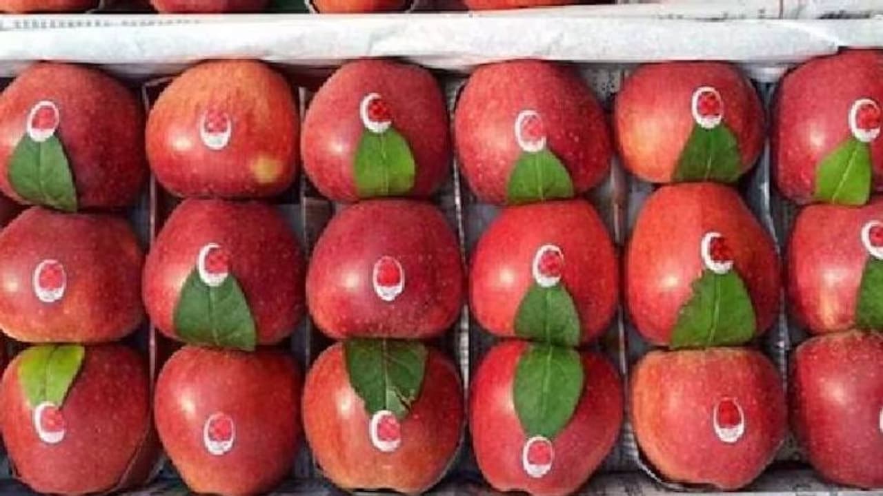 ആപ്പിൾ ജ്യൂസിനെ ചൊല്ലി തർക്കം; എയർപോർട്ട് ജീവനക്കാരെ കടിച്ചും തലമുടിയിൽ പിടിച്ചുവലിച്ചും 19 കാരിയുടെ അതിക്രമം ആപ്പിൾ ജ്യൂസിനെ ചൊല്ലി തർക്കം; എയർപോർട്ട് ജീവനക്കാരെ കടിച്ചും തലമുടിയിൽ പിടിച്ചുവലിച്ചും 19 കാരിയുടെ അതിക്രമം