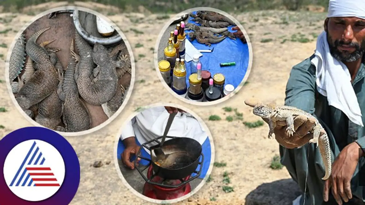 ಪಾಕಿಸ್ತಾನದಲ್ಲಿ ಲೈಂಗಿಕ ಸಾಮರ್ಥ್ಯ ಹೆಚ್ಚಳಕ್ಕೆ ಹಲ್ಲಿ ತೈಲಕ್ಕೆ ಭಾರೀ ಬೇಡಿಕೆ ಪಾಕಿಸ್ತಾನದಲ್ಲಿ ಲೈಂಗಿಕ ಸಾಮರ್ಥ್ಯ ಹೆಚ್ಚಳಕ್ಕೆ ಹಲ್ಲಿ ತೈಲಕ್ಕೆ ಭಾರೀ ಬೇಡಿಕೆ