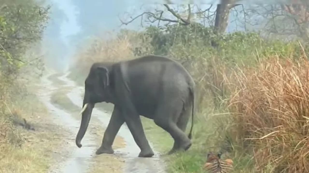 யானைகளுக்கு வழி விட்டு விலகும் புலி! வனத்துறை அதிகாரி வெளியிட்ட வைரல் வீடியோ!