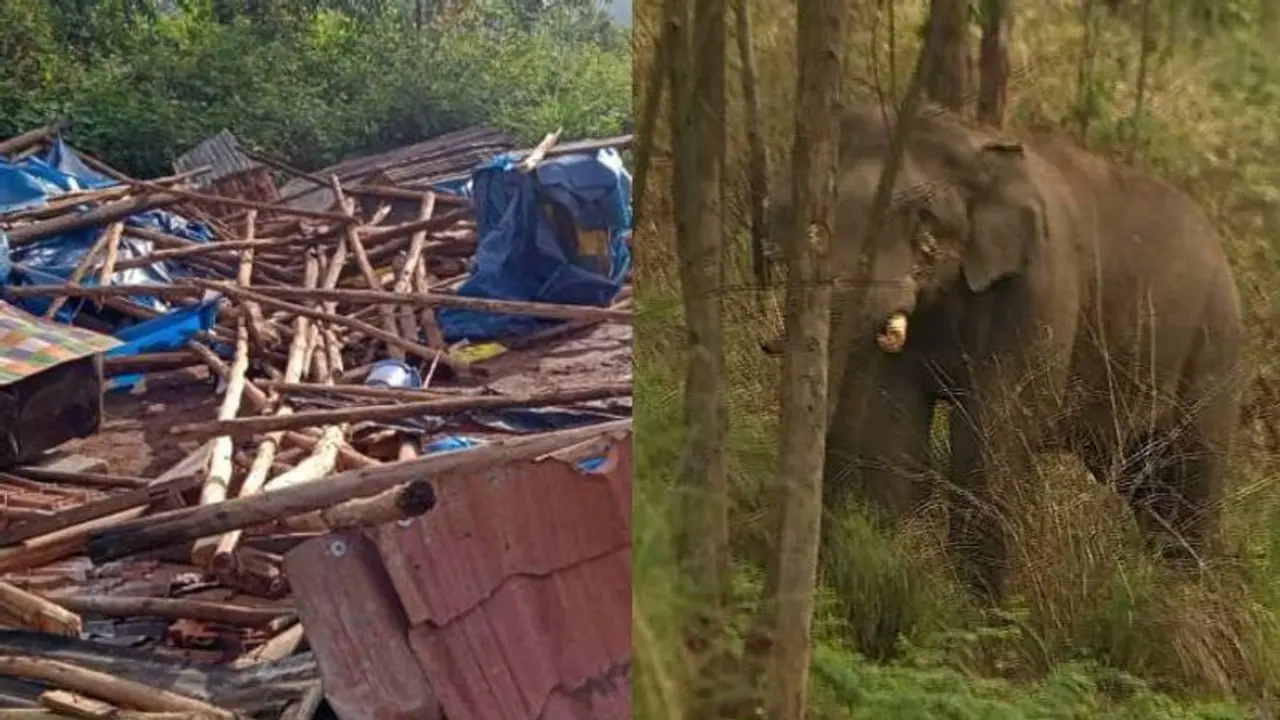 അരിക്കൊമ്പൻ പോയിട്ടും ചിന്നക്കനാലിൽ കാട്ടാന ആക്രമണം, ചക്കക്കൊമ്പനും സംഘവും ഷെഡ് തകർത്തു അരിക്കൊമ്പൻ പോയിട്ടും ചിന്നക്കനാലിൽ കാട്ടാന ആക്രമണം, ചക്കക്കൊമ്പനും സംഘവും ഷെഡ് തകർത്തു