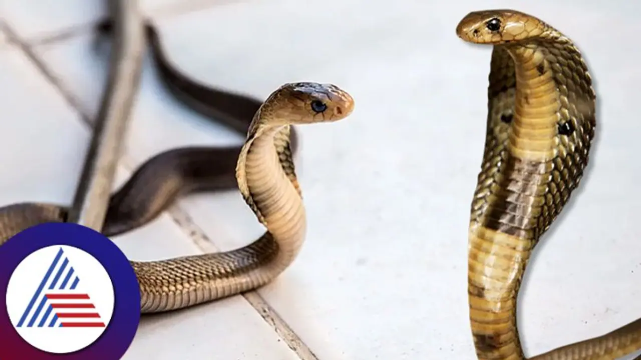 ಮನೆಯಲ್ಲಿ ಹಾವು ಕಾಣಿಸಿಕೊಳ್ಳೋದು ಒಳ್ಳೇದೋ ಕೆಟ್ಟದ್ದೋ? ಮನೆಯಲ್ಲಿ ಹಾವು ಕಾಣಿಸಿಕೊಳ್ಳೋದು ಒಳ್ಳೇದೋ ಕೆಟ್ಟದ್ದೋ?