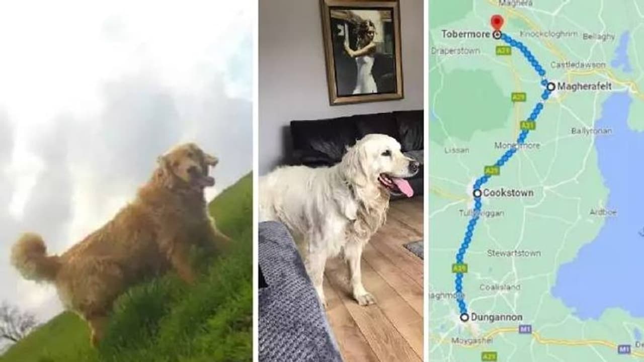 പുതിയ ഉടമയുടെ അടുത്തുനിന്നും പഴയ വീട്ടിലേക്ക് നായ നടന്നത് 64 കിലോമീറ്റർ