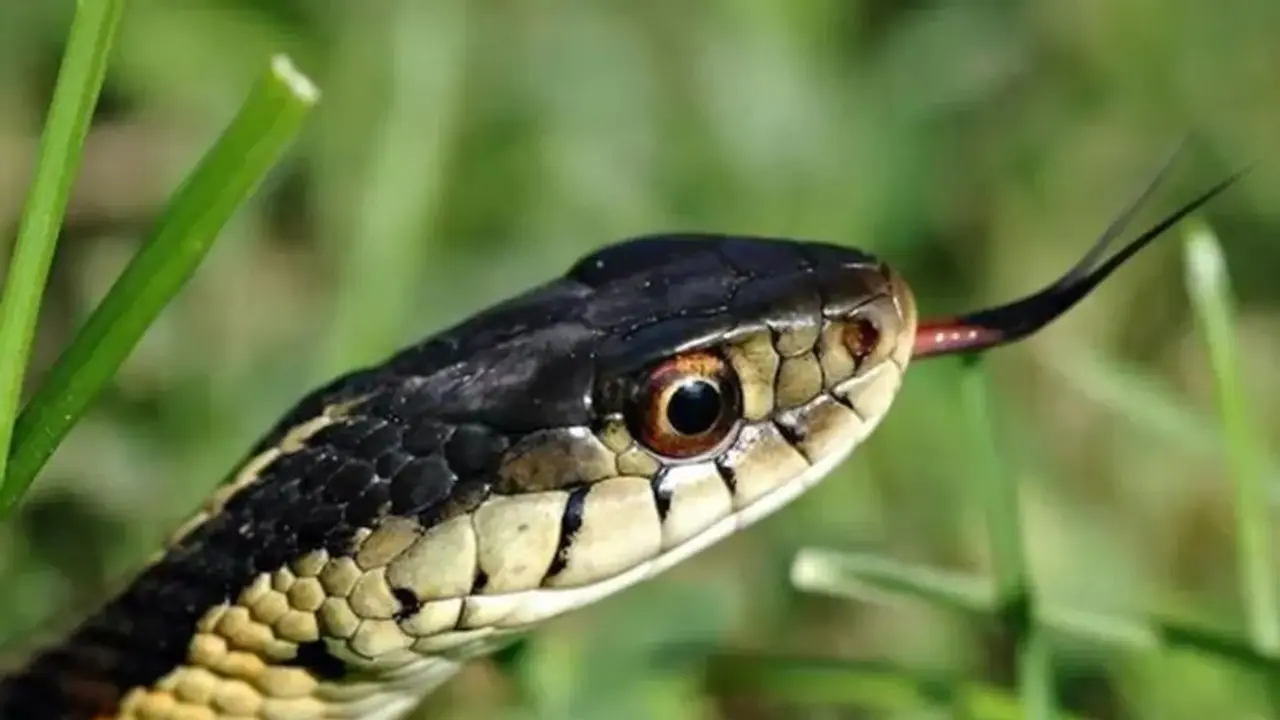 ನಿಮ್ಮ ಕನಸಿನಲ್ಲಿ ಹಾವು ಬರುತ್ತಿದೆಯಾ?: ಇದು ನಿಮ್ಮ ಅದೃಷ್ಟ ಬದಲಾಗುವ ಸಮಯ ನಿಮ್ಮ ಕನಸಿನಲ್ಲಿ ಹಾವು ಬರುತ್ತಿದೆಯಾ?: ಇದು ನಿಮ್ಮ ಅದೃಷ್ಟ ಬದಲಾಗುವ ಸಮಯ